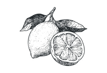 Detailed line art of whole and halved lemons with leaves in black ink. Vector retro hand drawn illustration