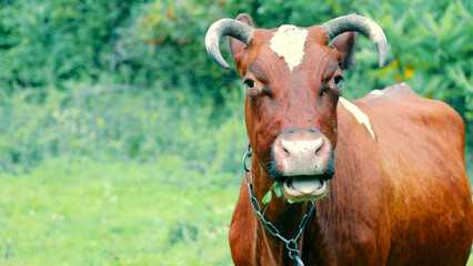 Close-Up of Brown Cow with Horns in Field. A close-up of a brown cow with horns standing in a lush...