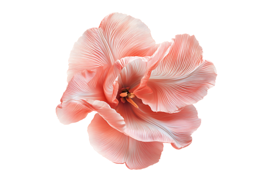 pink tulip isolated on transparent background - Powered by Adobe