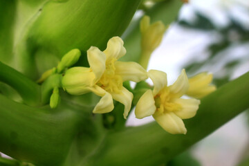 Obraz premium papaya flowers in the garden
