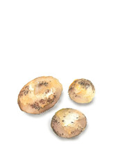 水彩で描いた収穫したばかりのジャガイモのイラスト【手描き】白バック 切り抜き用 コピースペースあり