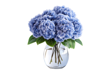 hydrangeas flowers in a glass vase isolated on transparent background
