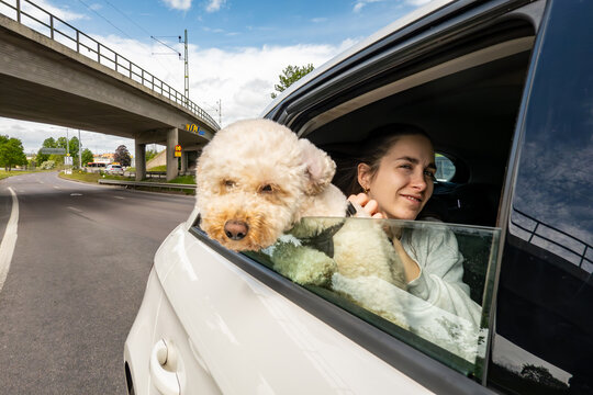 Jonkoping, Sweden A Bichon Poo dog holds his head outside a car window in the wind and his owner in the back seat.