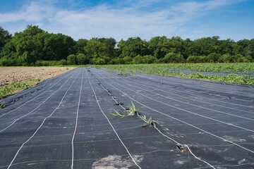 Field of crops is covered with plastic. There are some weeds growing in the middle of the field