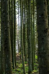 Hirtshals, Denmark A green canopy covered pine forest near the sand dunes.