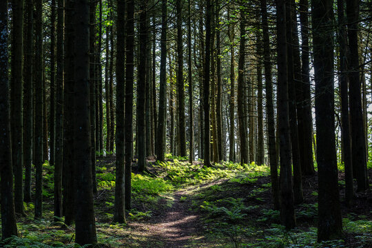 Hirtshals, Denmark A green canopy covered pine forest near the sand dunes.