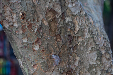 Abstract natural organic texture from the bark of a tree