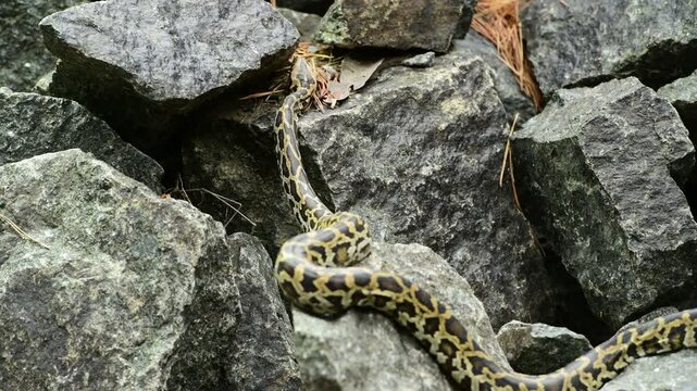royal python close up with skin texture. snake python on rocks and on ground surface