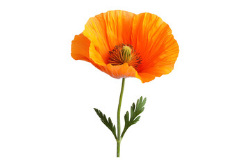 Naklejka premium Iceland Poppy isolated on transparent background