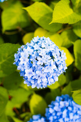 6月、淡い手まり型のアジサイ