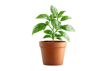 Fototapeta premium Green Plant in a Pot isolated on transparent background