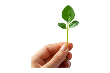 Hand holding young plant sprout isolated on transparent background