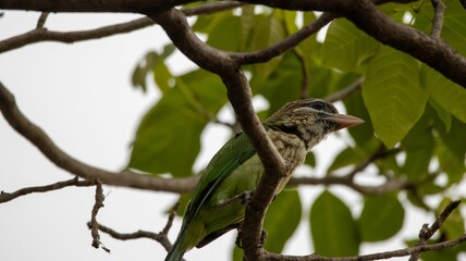 Colorful bird on a tree branch in nature.