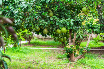 Pomelo fruits trees at pomelo organic fruit garden agriculture plantation.