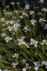 Natural scene of blooming African iris (Dietes grandiflora) flowers with white petals, purple centers, and yellow accents. vibrant summer vertical backdrop