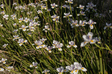 Natural scene of blooming African iris (Dietes grandiflora) flowers with white petals, purple centers, and yellow accents. vibrant springtime or summer atmosphere.