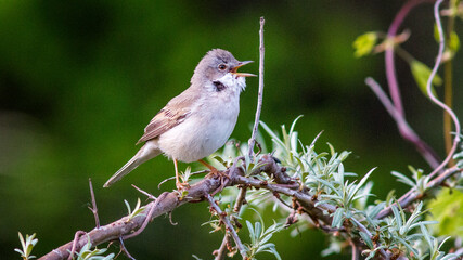 sparrow on a branch
