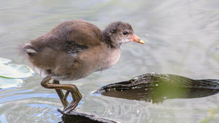 duck in the water