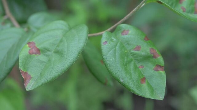 Sick damage on green leaf. Damage reduces leaf's ability to function properly, impacting tree's overall health and fruit production. Disease on healthy tree. Bacteria atack. Leaf canker