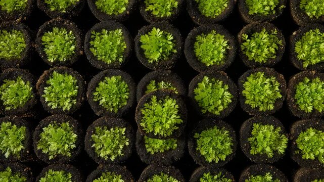 Hands Cradling Small Green Plant Above Rows of Potted Seedlings in an Indoor Garden Setting