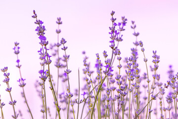 Naklejka premium Lavender flowers close-up on white background