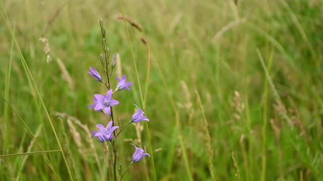 sunny pink rampion bellflower and high grass moving in the wind - Campanula rapunculus