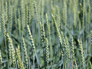 Wheat Field, soft wheat, with Young Green Plants for Flour Production, key raw material for flour,...