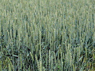 Wheat Field, soft wheat, with Young Green Plants for Flour Production, key raw material for flour,...