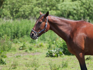 Brown horse with halter stands calmly on green pasture. Copyspace. Space for texts and designs.