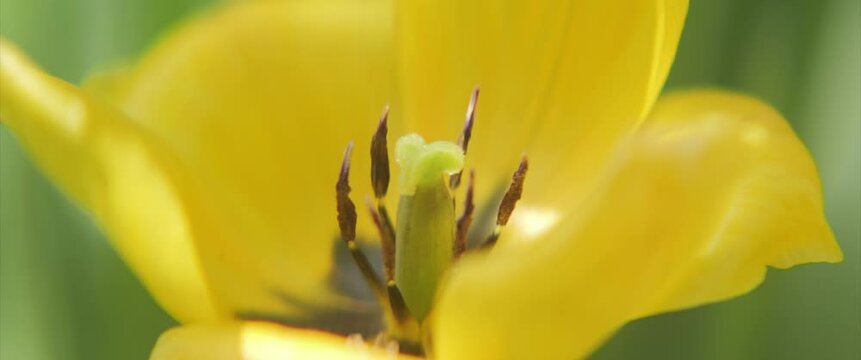 Macro details of yellow Tulipa plant 4K scope video