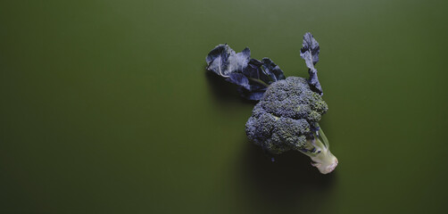 Freshly harvested broccoli for healthy cooking with organic vegetables ready to cooking