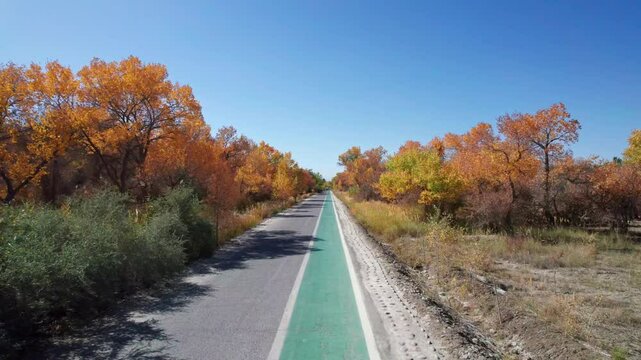 4k drone view of road passing through populus euphratica forest in Gobi desert with yellow foliage in Zepu Populus euphratica Forest Park, Kashgar, Southern Xinjiang, China, 4k real time footage. 