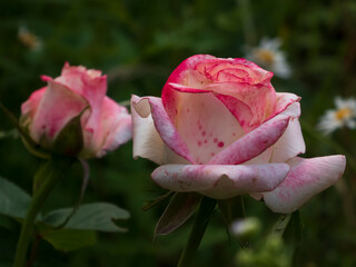 Close-up of a delicate pink and white garden rose in bloom