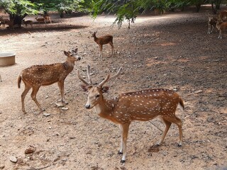Deer in a deer park