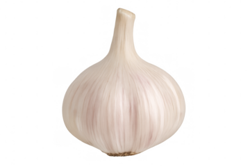 Fresh garlic bulb isolated on transparent background, showcasing its natural texture and culinary potential