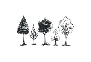 Fototapeta premium Sketch of diverse tree types: pine oak maple cedar birch. Vector retro hand drawn illustration