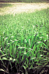 Infertile land burned by the sun: famine and poverty concept - toned image