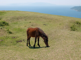 春の草原で食事をしている1頭の野生馬
<A wild horse feeding on a spring meadow,Cape Toi,japan.>
