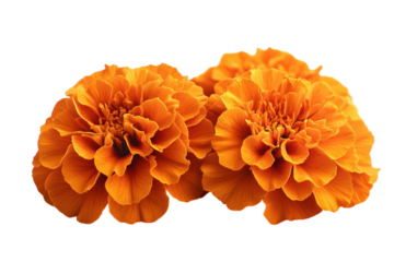 Two vibrant marigolds basking in the sun their orange petals radiating warmth on a stark black isolated on transparent background. Generative Ai.