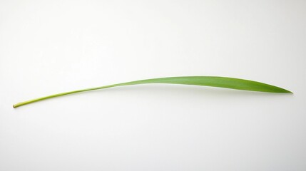 Minimalist image of a single blade of grass on white background