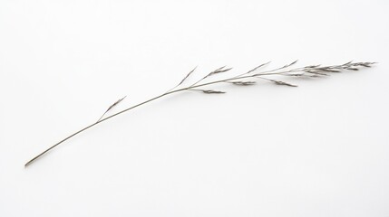 Minimalist image of a single blade of grass on white background