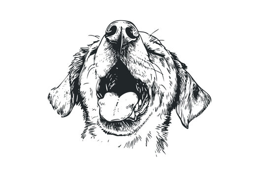 recommend clip art: Detailed sketch of a dog's face with open mouth and tongue out. Vector retro hand drawn illustration