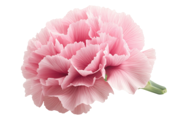 Tender pink carnation blossom conveying a message of love and devotion against stark black detailed isolated on transparent background. Generative Ai.
