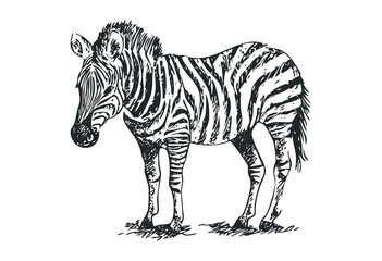 Hand-drawn zebra illustration with detailed stripes. Vector retro hand drawn illustration