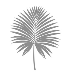 Obraz premium Palm Leave Illustration