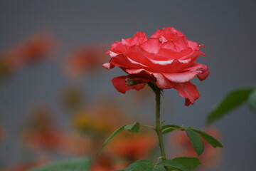 red rose on the street 
