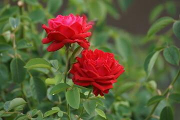 red rose on the street 