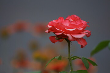 red rose on the street 