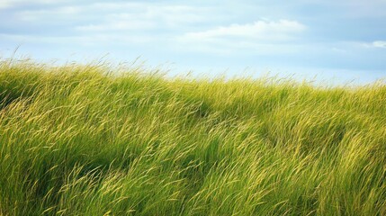 Rolling hills covered in tall grass, soft sunlight, minimal clouds