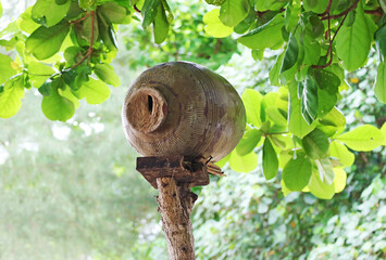 Clay jar that local people on Koh Paluai island supported Oriental Pied Hornbills for building nest...